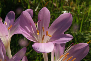 Colchicum byzantinum= C. autumnale major, Droogbloeier, Herfsttijloos bestellen